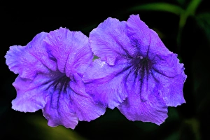 Images Dated 24th January 2024: Purple Mexican petunia, Waikiki