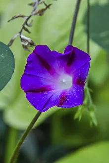 Morning Glory Prints: Purple morning glory
