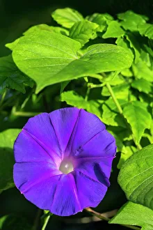 Morning Glory Prints: Purple morning glory
