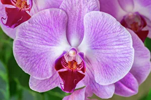 Stigma Prints: Purple moth orchid