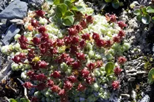 Plantae Prints: Purple Mountain Saxifrage (Saxifraga oppositifolia) - Arctic National Wildlife Refuge