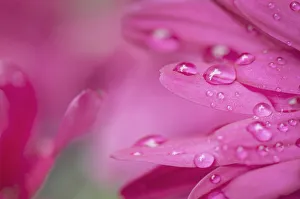 Images Dated 15th March 2019: Purple Mum