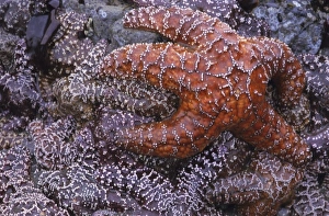 Tide Pool Prints: Purple and ochre sea stars encrusting a rock, Rialto Beach, Olympic National Park