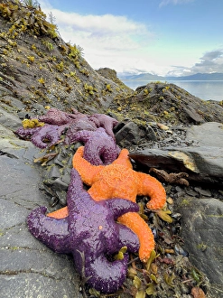 Prints of Purple and orange starfish on shore at low tide, Alaska, USA Images Dated 2024 October: Purple and orange starfish on shore at low tide, Alaska, USA