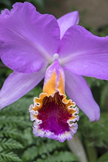 Images Dated 11th May 2015: purple orchid, USA