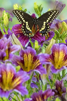 Painted Tongue Prints: Purple painted tongue flowers with black swallowtail butterfly, Papilio polyxenes