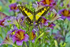 Eurytides Prints: Purple painted tongue flowers with Eurytides thyastes butterfly