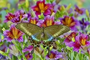 Painted Tongue Prints: Purple painted tongue flowers with female Asian swallowtail butterfly, Papilio Maackii