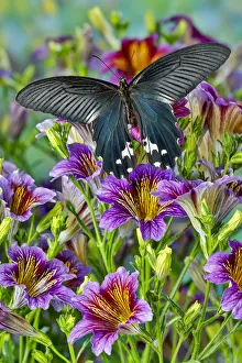 Painted Tongue Prints: Purple painted tongue flowers, tropical butterfly, Papilio alcemenor f. leucoclis