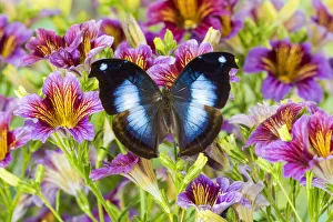 Painted Tongue Prints: Purple painted tongue flowers with tropical butterfly Napocles jucunda