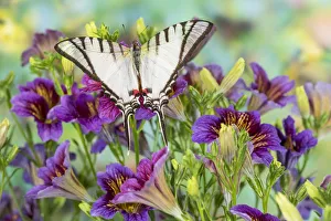 Eurytides Prints: Purple painted tongue flowers and white tropical butterfly Eurytides agesilaus autosilaus