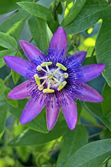 Passion Prints: Purple Passion