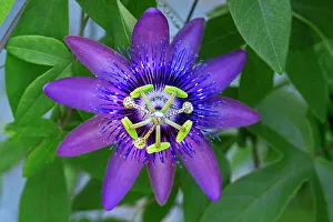 Stamen Prints: Purple passionflower