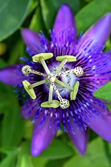 Stamen Prints: Purple passionflower