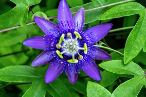 Stamen Prints: Purple passionflower