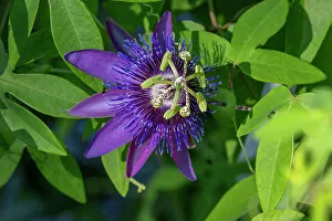 Stamen Prints: Purple Passionflower