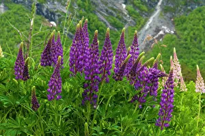 Creativity Prints: Purple and peach spikes of Russell lupine grow along Trollstigen, Rauma, Norway