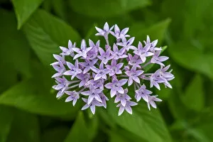 Floral & Botanical Collection: Purple Penta flower