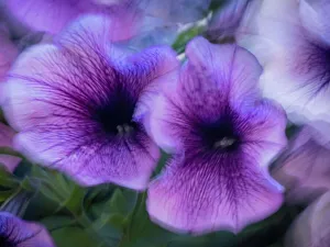 Images Dated 2023: Purple petunias