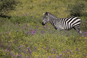 Prints of Purple phlox flowers and Burchells Zebra, Ngorongoro Conservation Area, Tanzania, Africa Africa Prints: Purple phlox flowers and Burchells Zebra, Ngorongoro Conservation Area, Tanzania