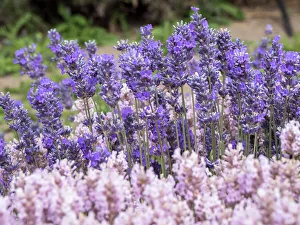 Lavender Prints: Purple and pink lavender in full bloom at lavender farm in Sequim, Washington State