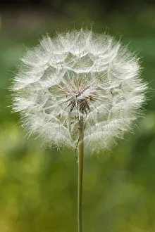 Sierra Prints: Purple Salsify seed head, Yosemite National Park, California