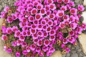 Spitsbergen Prints: Purple saxifrage, aka purple Mountain Saxifrage. Arctic Ocean, Svalbard, Norway