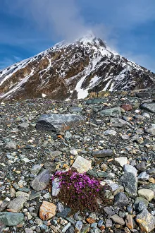 Mountainside Prints: Purple Saxifrage (Saxifraga oppositifolia) in bloom. Svalbard, Norway