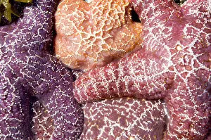 Images Dated 29th April 2006: Purple sea stars, Asterias ochracea, Long Beach, Pacific Rim National Park Reserve