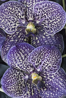 Flora Prints: Purple speckled orchids