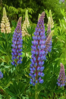 Creativity Prints: Purple spikes of Russell lupine grow along Trollstigen, Rauma, Norway