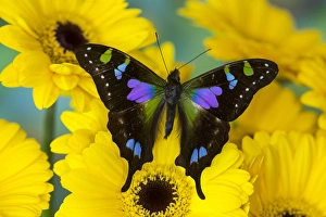 Purple spotted Swallowtail butterfly, Graphium weiski