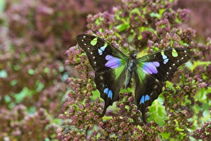 Family Prints: Purple spotted Swallowtail butterfly, Graphium weiski