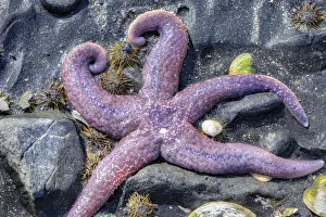 Tidal Prints: Purple Star, starfish, tidal pool, Juneau, Alaska, USA