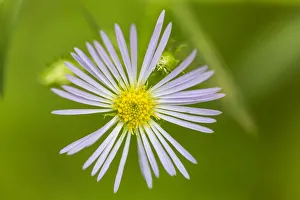 Images Dated 1st September 2016: Purple-stemmed aster, Symphyotrichum puniceum, growing on the Reed Plantation in Reed