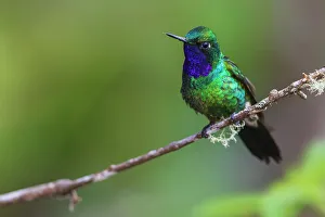 Hummingbird Prints: Purple-throated sunangel rests for a moment in the forest of Peru