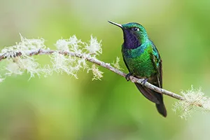 Hummingbird Prints: Purple-throated sunangel rests for a moment in the forest of Peru