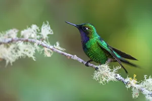 Hummingbird Prints: Purple-throated sunangel rests for a moment in the forest of Peru