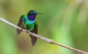 Stretching Prints: Purple-throated sunangel stretching and rests for a moment in the forest of Peru