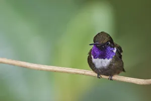 Prints of Purple-throated woodstar Images Dated 2019 November: Purple-throated woodstar