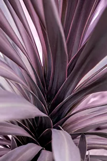 Shrub Prints: Purple ti plant