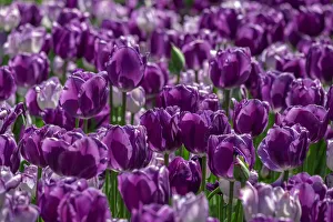 Purple tulips
