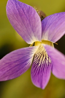 Images Dated 6th May 2011: A purple violet at Odirne Point State Park in Rye, New Hampshire