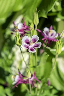 Purple and white Columbine, USA