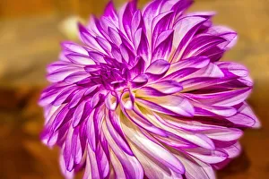 Asteraceae Prints: Purple and white dahlia, RC Diane Brazil, USA
