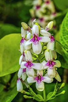 Pretty Prints: Purple white eranthemum, Honolulu, Hawaii. Native to Pacific Islands