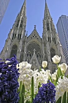 Images Dated 15th April 2005: Purple and white hyacinths St. Patricks Cathedral New York City
