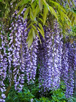 Pennsylvania Prints: Purple wisteria blossoms hanging from a trellis