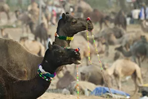 Images Dated 2nd November 2006: Pushkar Camel Fair, Pushkar, Rajasthan, India