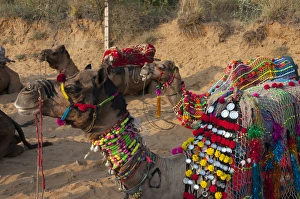 Images Dated 19th November 2012: Pushkar, Rajasthan, India